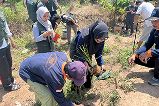 Persiapan bibit Sengon